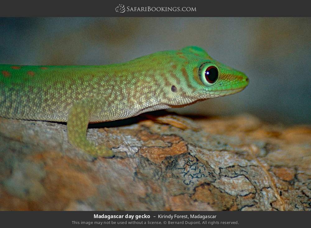 Madagascar day gecko in Kirindy Forest, Madagascar