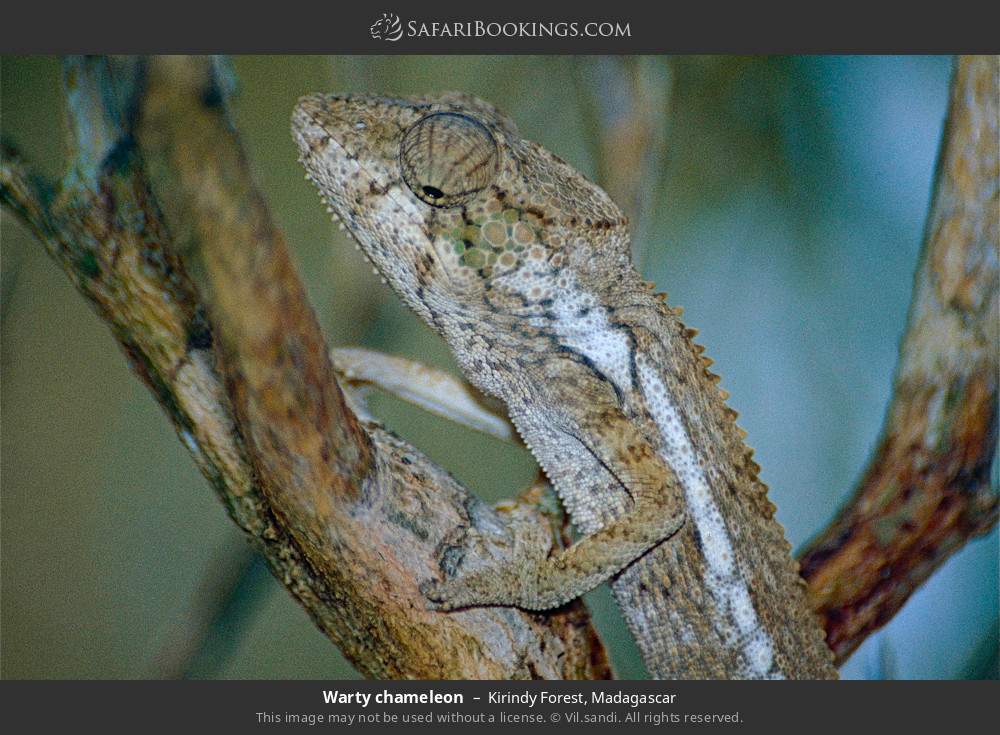 Warty chameleon in Kirindy Forest, Madagascar
