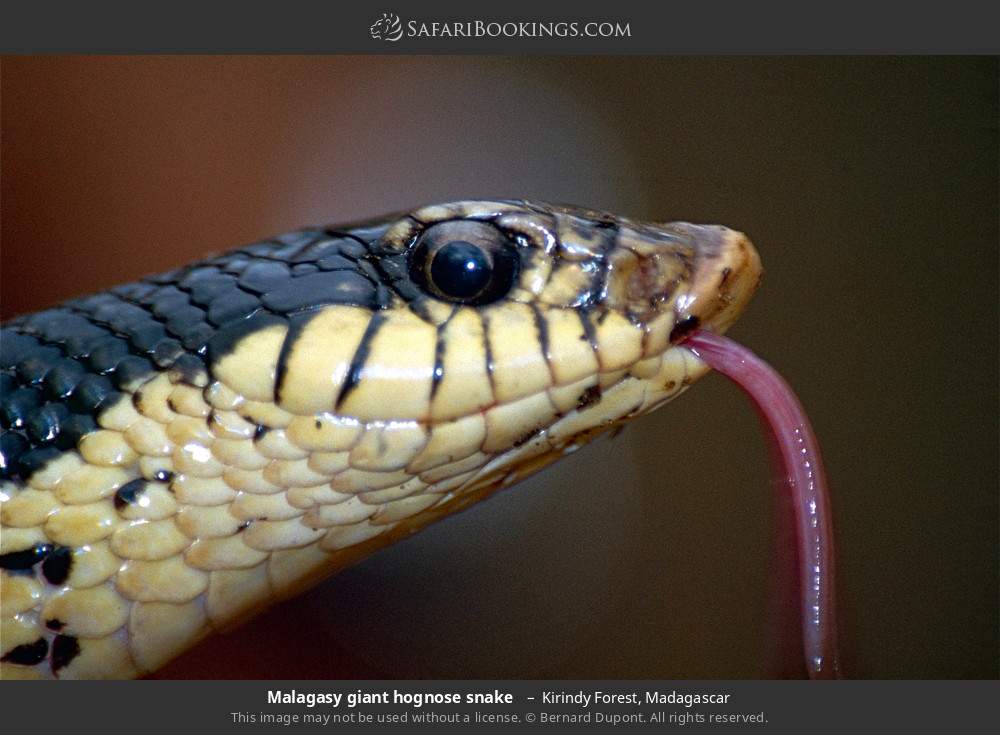 Malagasy giant hognose snake  in Kirindy Forest, Madagascar