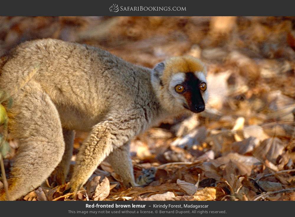 Red-fronted brown lemur in Kirindy Forest, Madagascar