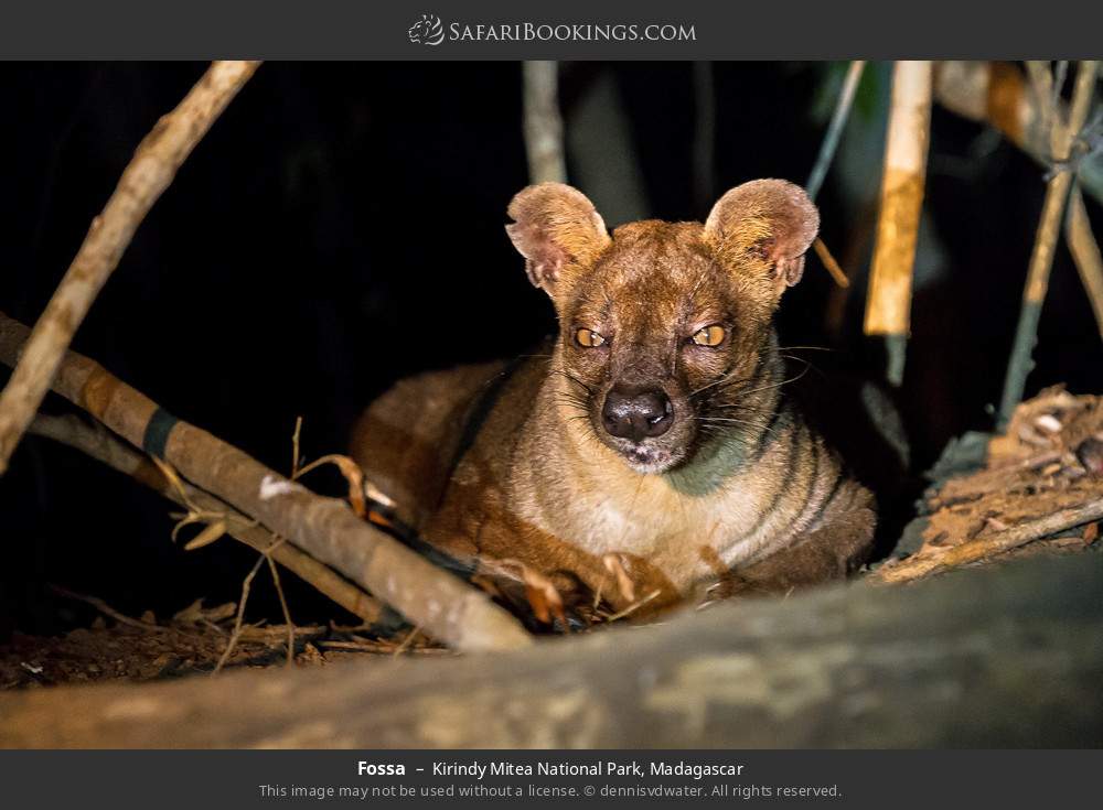 Fossa in Kirindy Mitea National Park, Madagascar