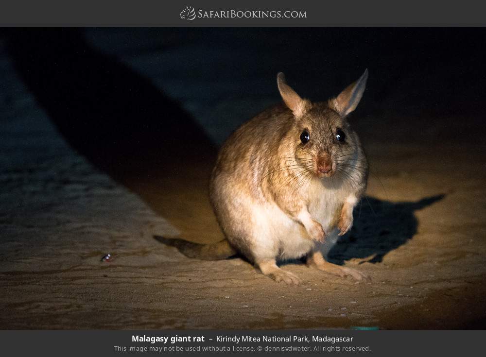 Malagasy giant rat in Kirindy Mitea National Park, Madagascar