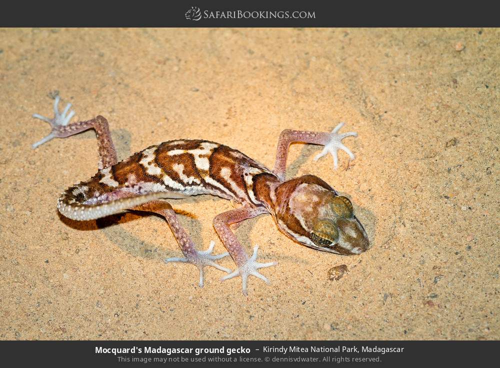 Mocquard's Madagascar ground gecko in Kirindy Mitea National Park, Madagascar