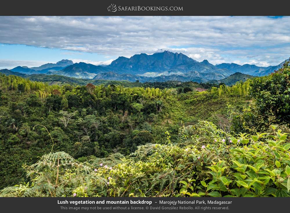 Lush vegetation and mountain backdrop in Marojejy National Park, Madagascar