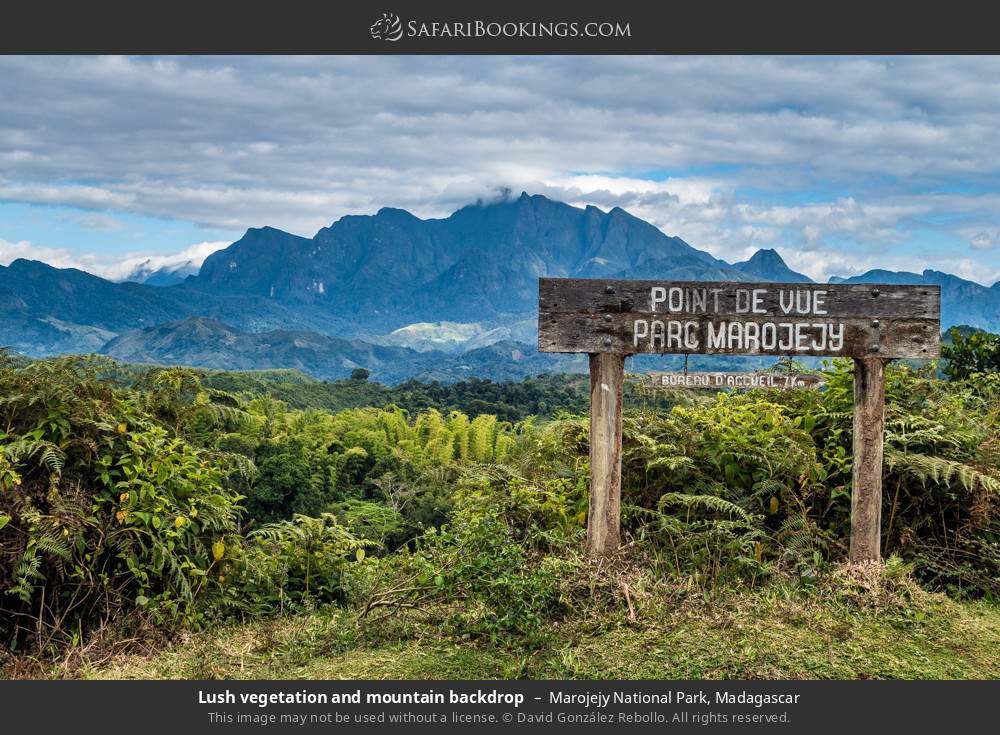 Lush vegetation and mountain backdrop in Marojejy National Park, Madagascar