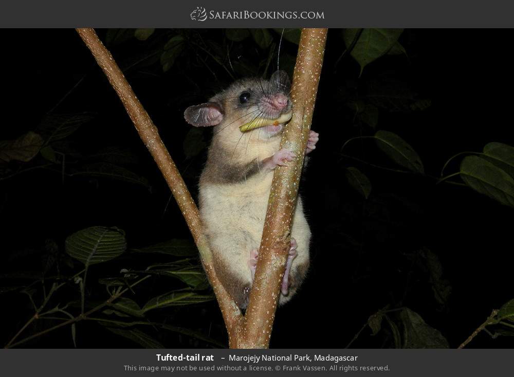Tufted-tail rat  in Marojejy National Park, Madagascar