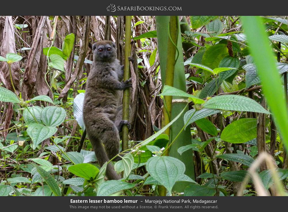 Eastern lesser bamboo lemur in Marojejy National Park, Madagascar
