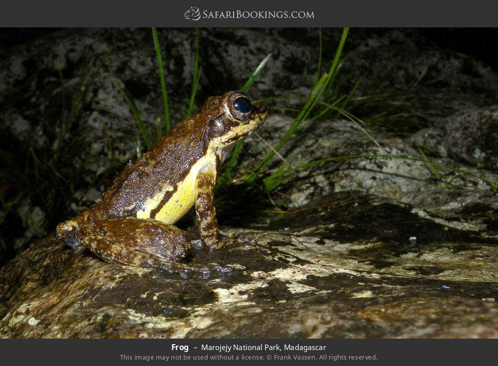 Frog in Marojejy National Park, Madagascar