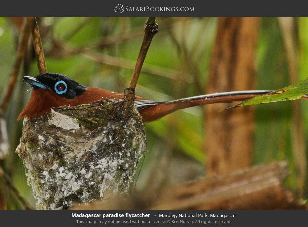 Madagascar paradise flycatcher  in Marojejy National Park, Madagascar