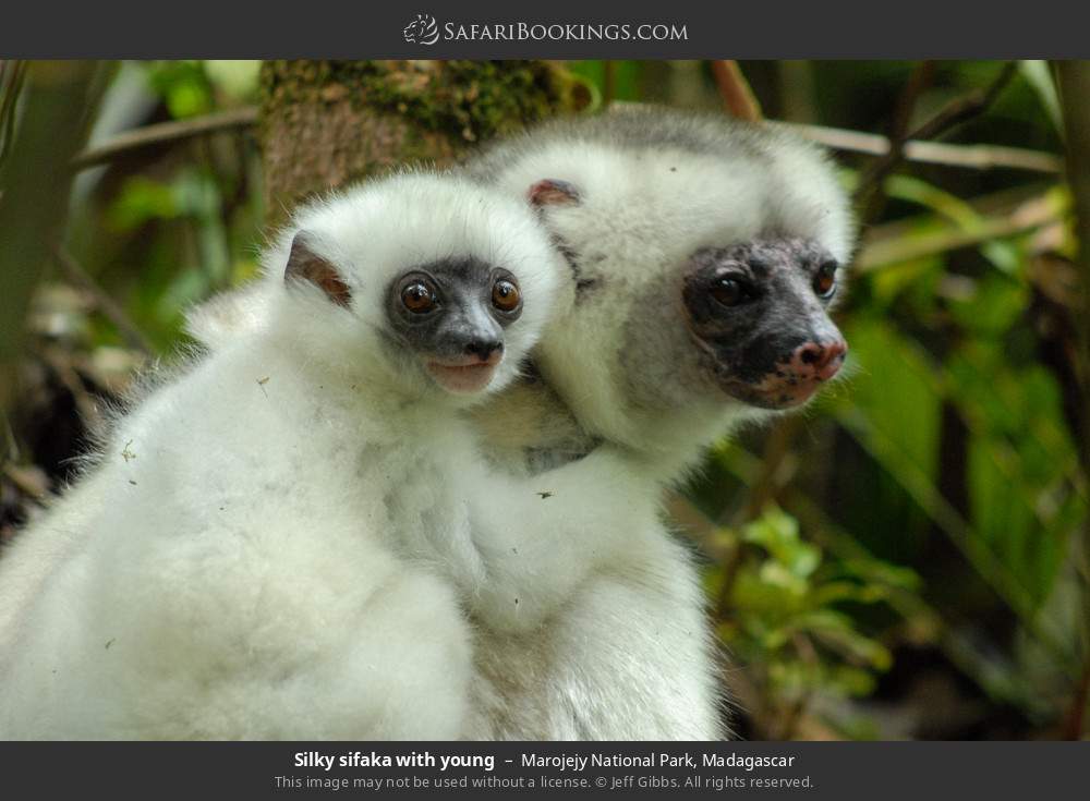 Silky sifaka with young in Marojejy National Park, Madagascar
