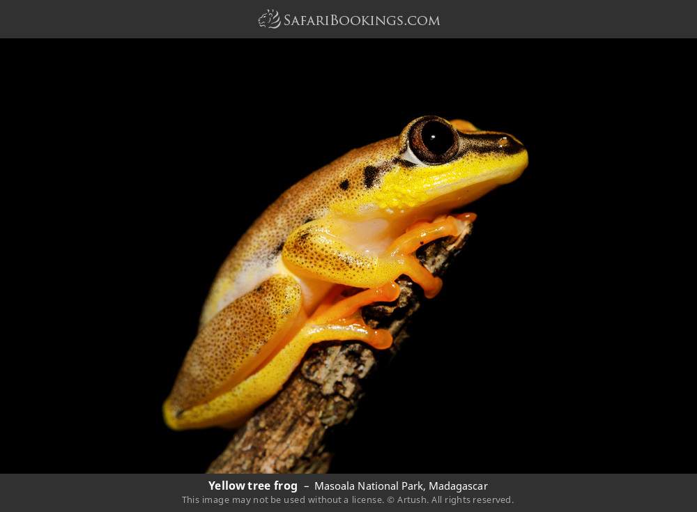Yellow tree frog in Masoala National Park, Madagascar