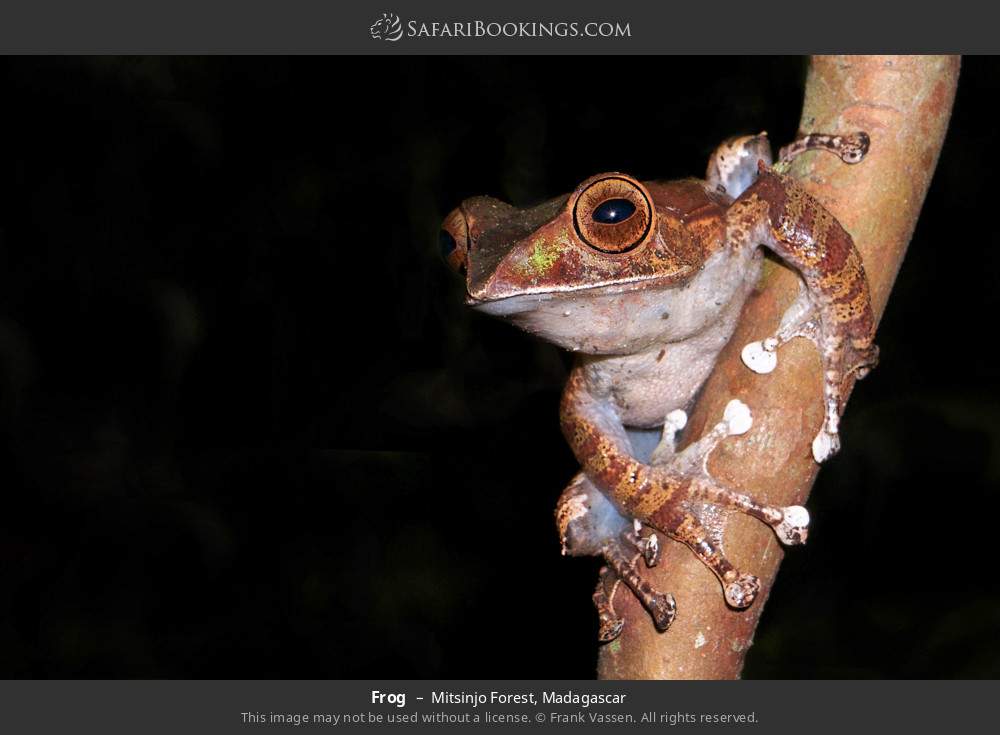 Frog in Mitsinjo Forest, Madagascar