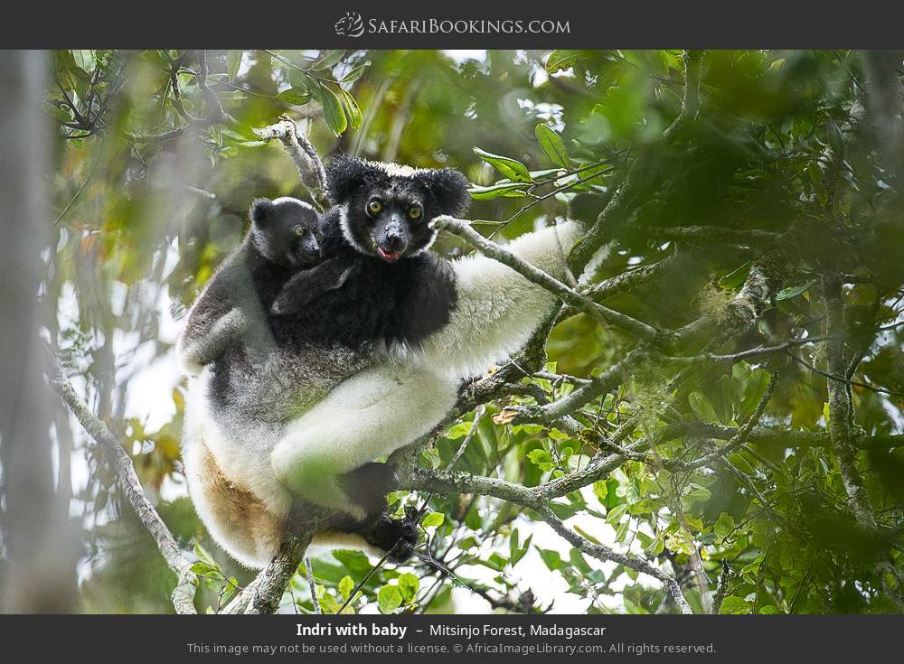 Indri with baby in Mitsinjo Forest, Madagascar