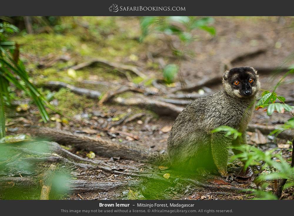 Brown lemur in Mitsinjo Forest, Madagascar