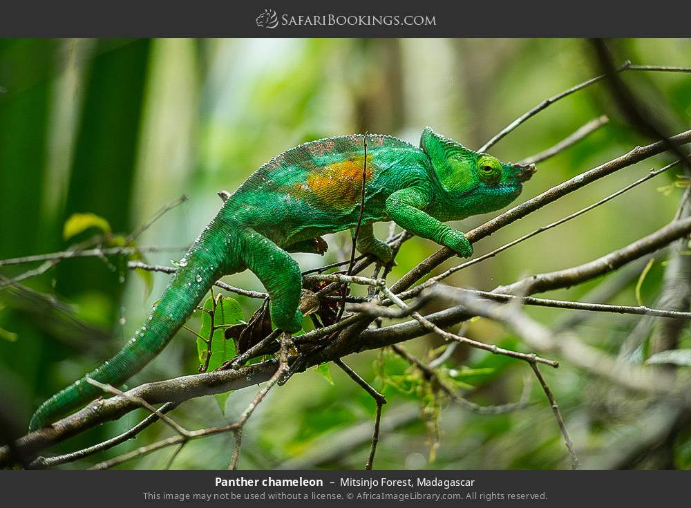 Panther chameleon in Mitsinjo Forest, Madagascar