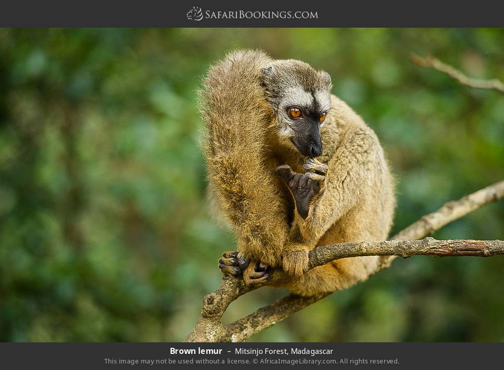 Brown lemur in Mitsinjo Forest, Madagascar