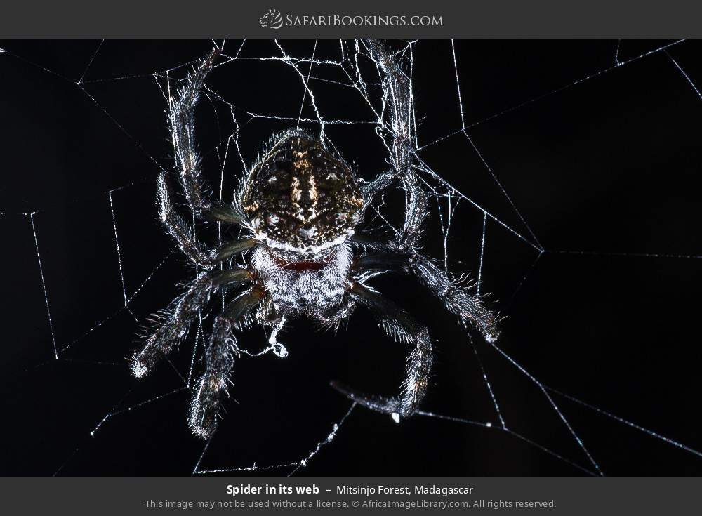 Spider in its web in Mitsinjo Forest, Madagascar