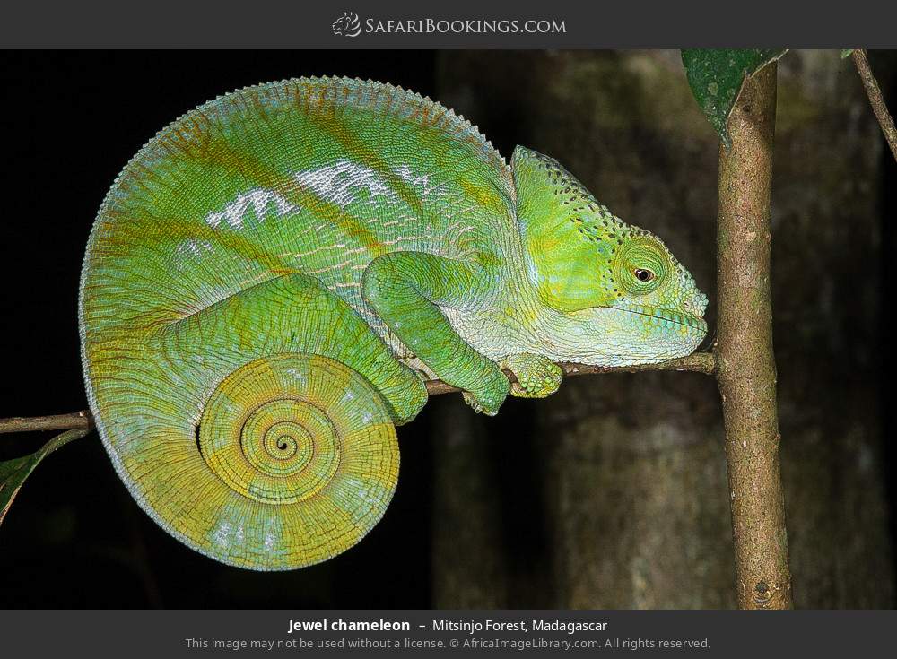 Jewel chameleon in Mitsinjo Forest, Madagascar