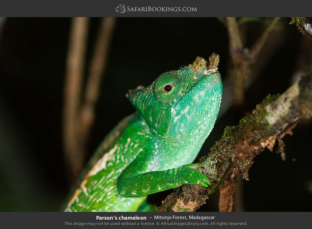 Parson's chameleon in Mitsinjo Forest, Madagascar
