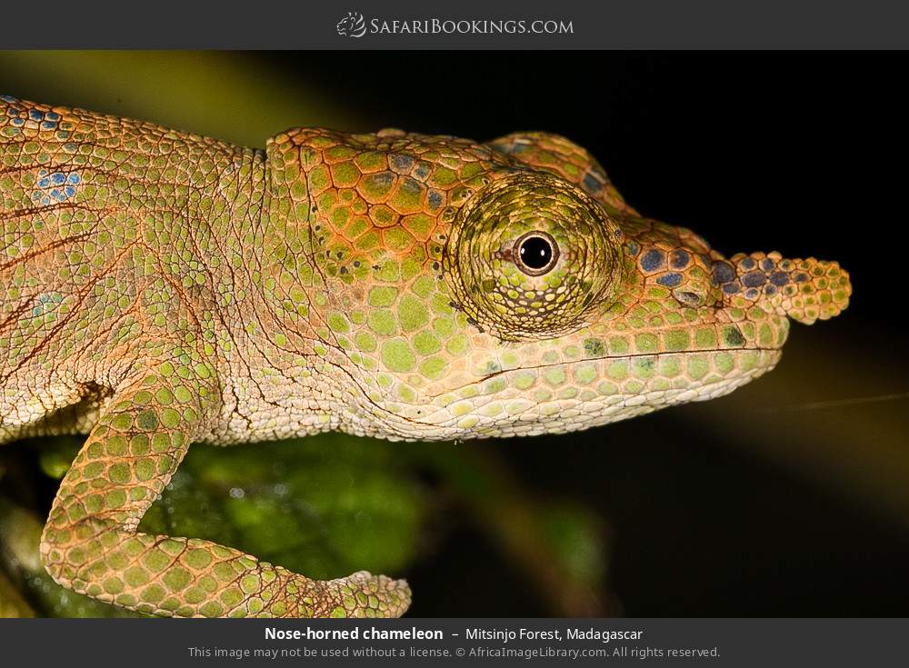 Nose-horned chameleon in Mitsinjo Forest, Madagascar