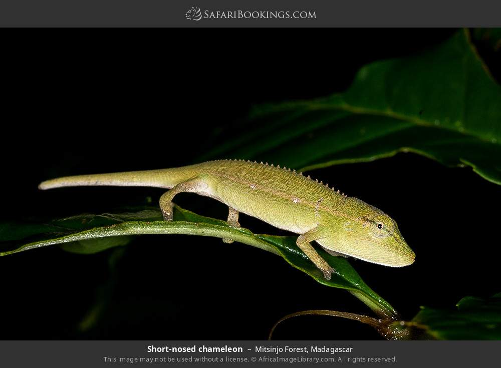 Short-nosed chameleon in Mitsinjo Forest, Madagascar