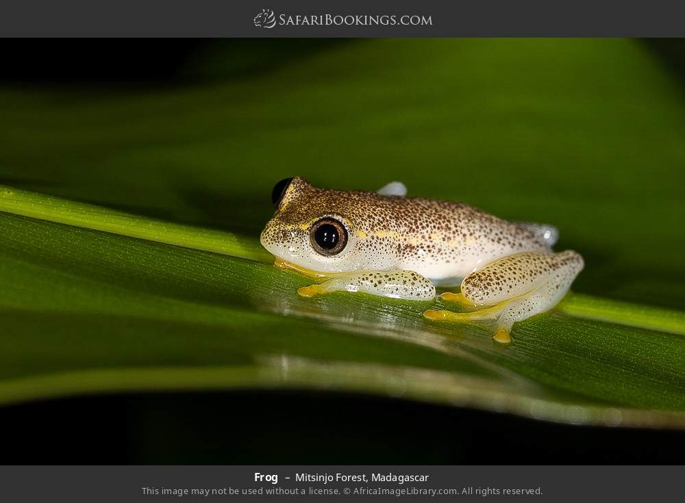 Frog in Mitsinjo Forest, Madagascar