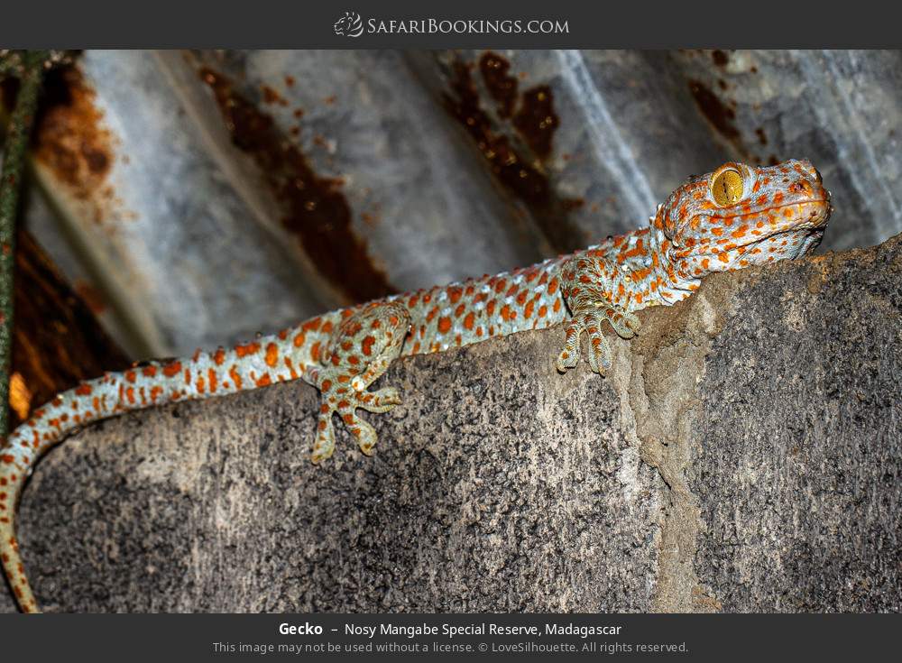 Gecko in Nosy Mangabe Special Reserve, Madagascar