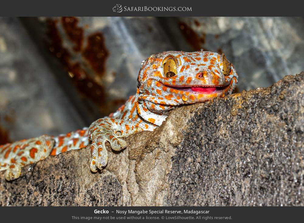 Gecko in Nosy Mangabe Special Reserve, Madagascar