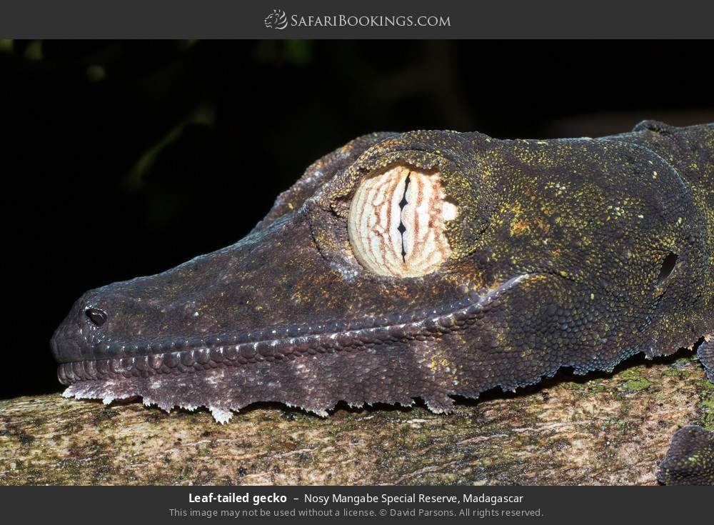 Leaf-tailed gecko in Nosy Mangabe Special Reserve, Madagascar