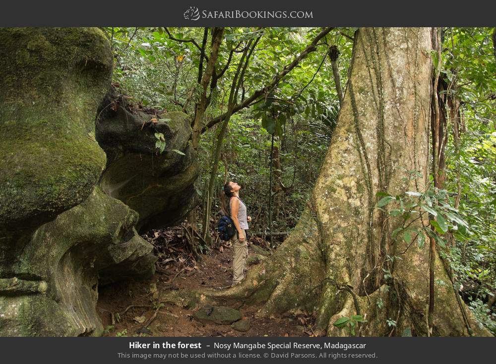 Hiker in the forest in Nosy Mangabe Special Reserve, Madagascar