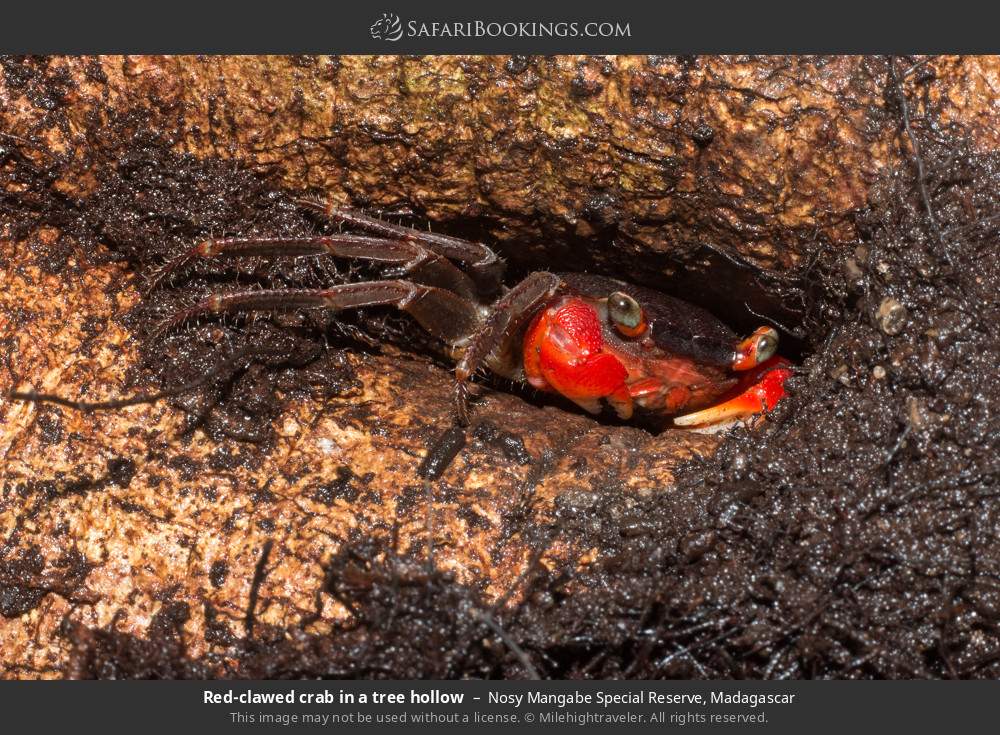 Red-clawed crab in a tree hollow in Nosy Mangabe Special Reserve, Madagascar