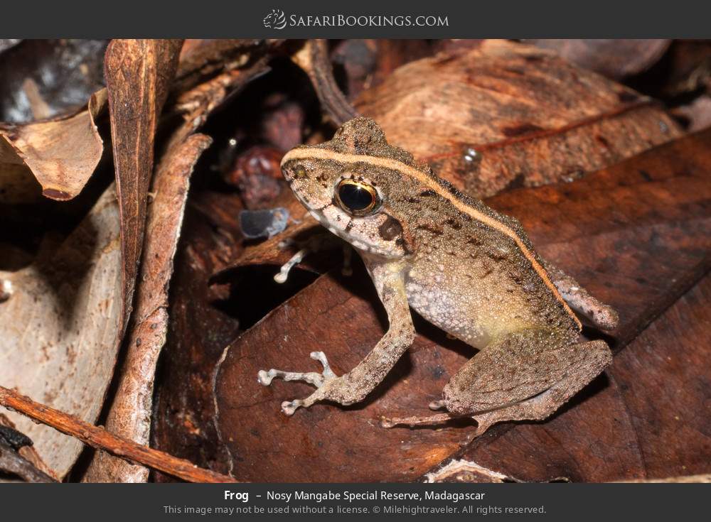 Frog in Nosy Mangabe Special Reserve, Madagascar