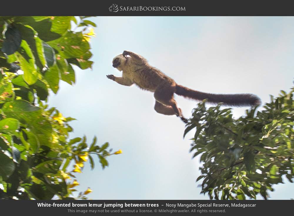 White-fronted brown lemur jumping between trees in Nosy Mangabe Special Reserve, Madagascar