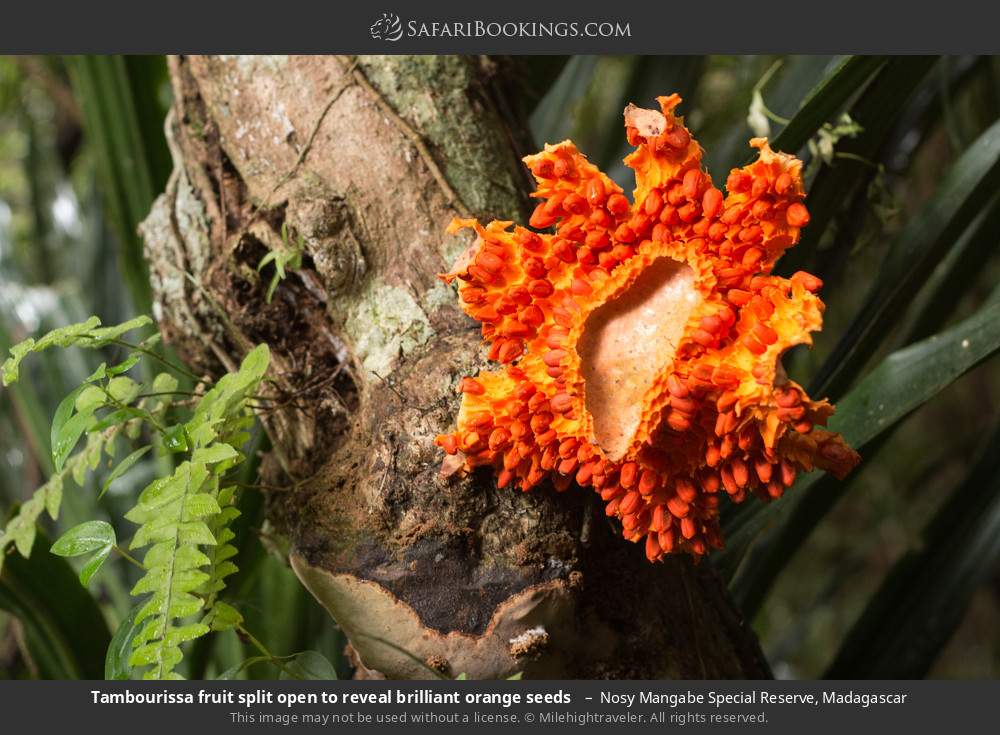 Tambourissa fruit split open to reveal brilliant orange seeds  in Nosy Mangabe Special Reserve, Madagascar