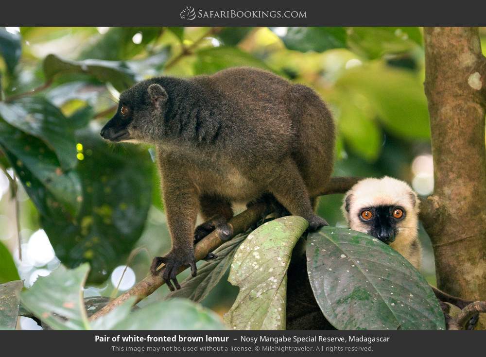 Pair of white-fronted brown lemur in Nosy Mangabe Special Reserve, Madagascar