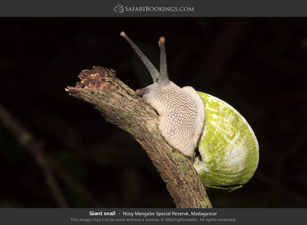 Giant snail in Nosy Mangabe Special Reserve, Madagascar