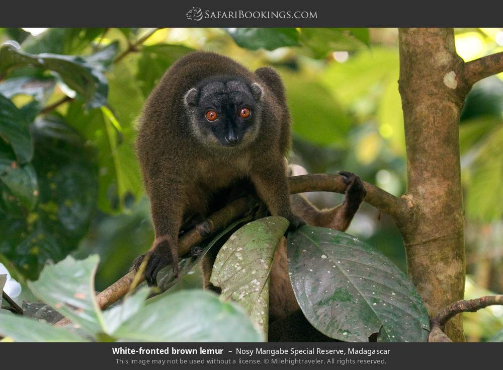 White-fronted brown lemur in Nosy Mangabe Special Reserve, Madagascar