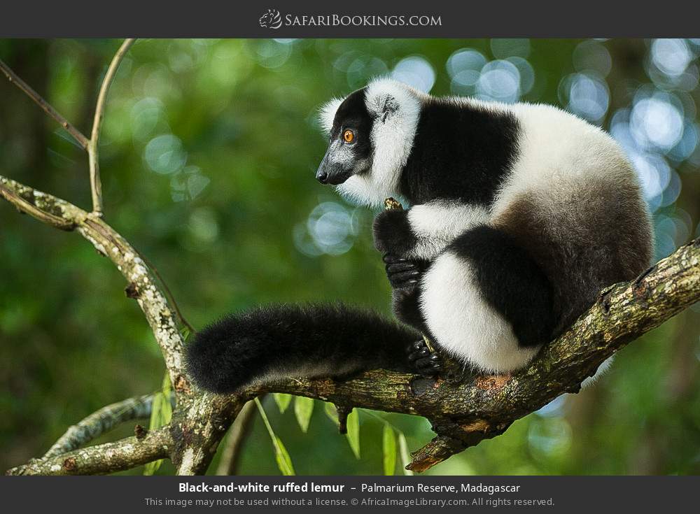 Black-and-white ruffed lemur in Palmarium Reserve, Madagascar