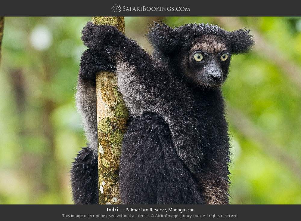 Indri in Palmarium Reserve, Madagascar
