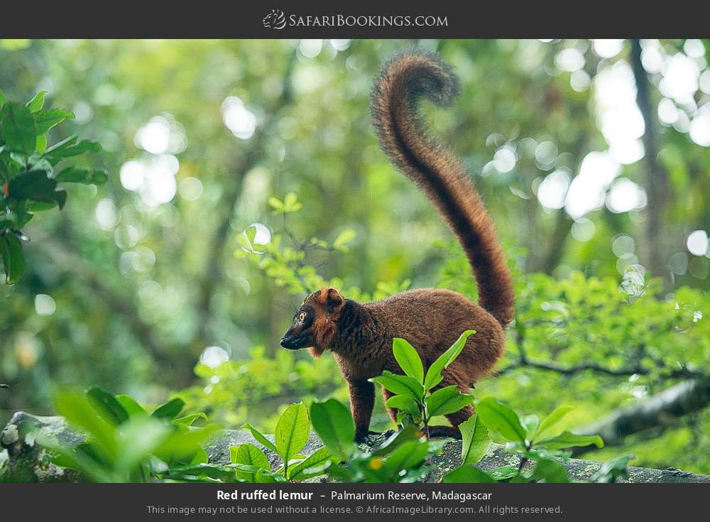Red ruffed lemur in Palmarium Reserve, Madagascar