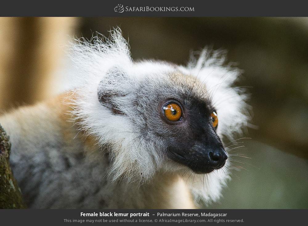 Female black lemur portrait in Palmarium Reserve, Madagascar