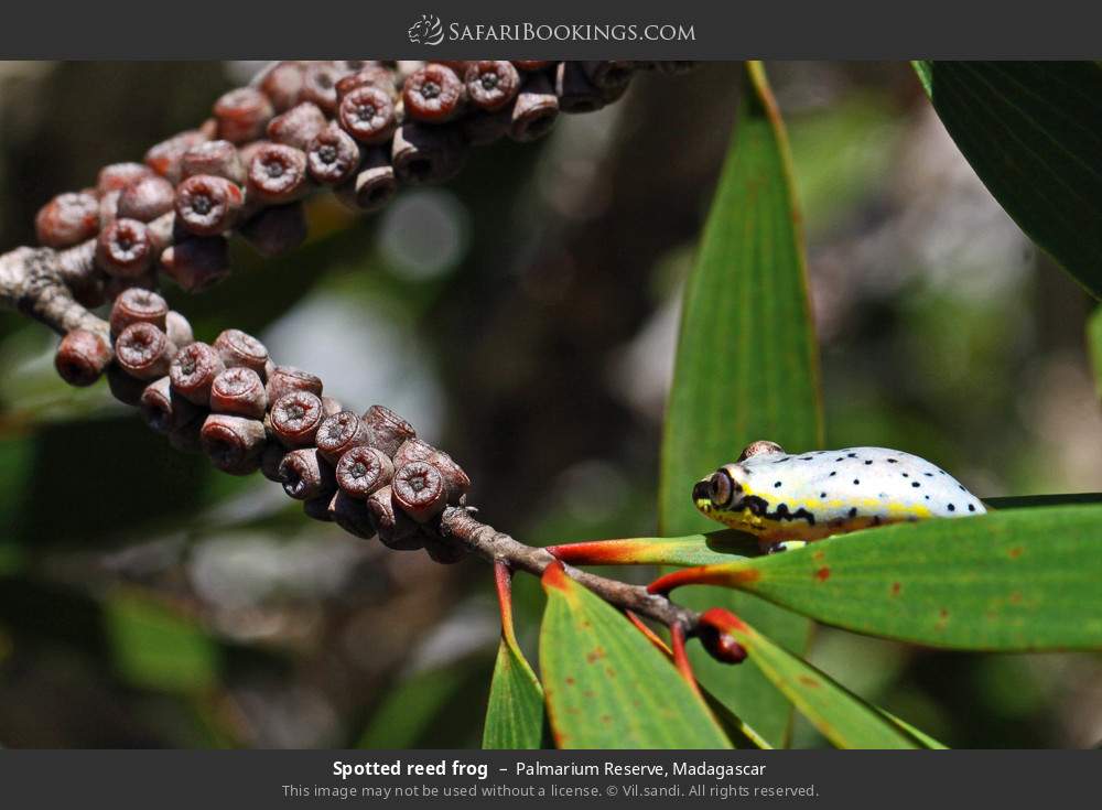 Spotted reed frog in Palmarium Reserve, Madagascar