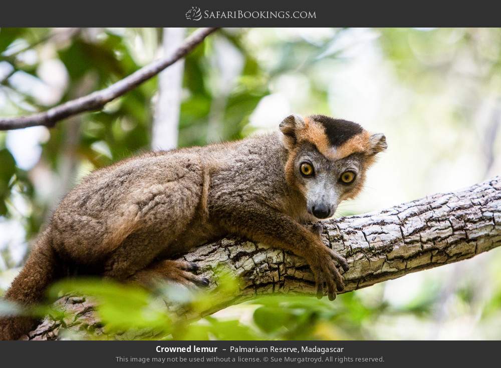 Crowned lemur in Palmarium Reserve, Madagascar