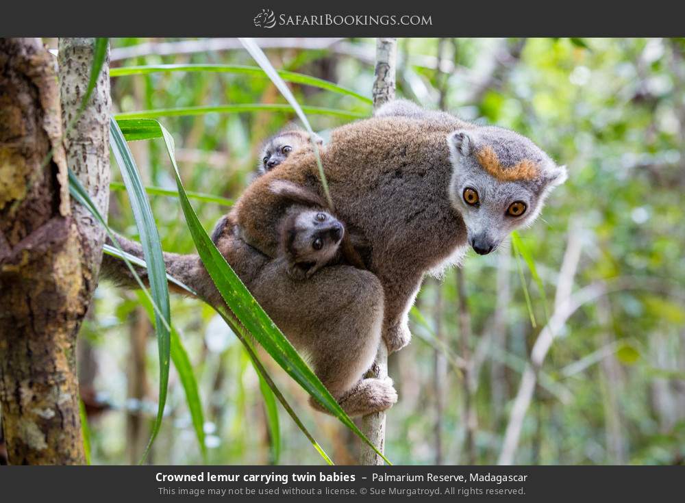 Crowned lemur carrying twin babies in Palmarium Reserve, Madagascar