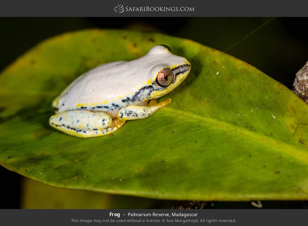 Frog in Palmarium Reserve, Madagascar