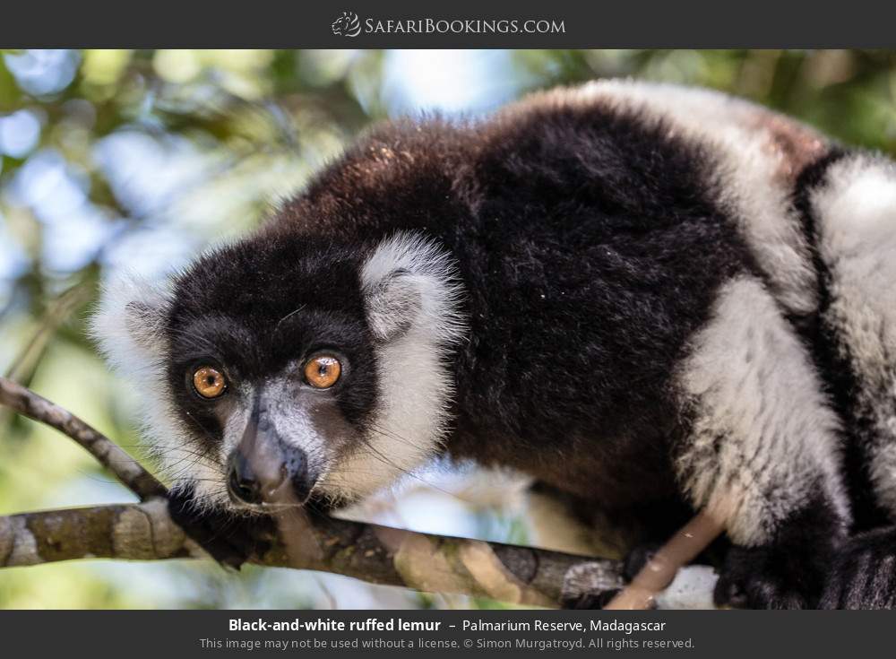 Black-and-white ruffed lemur in Palmarium Reserve, Madagascar