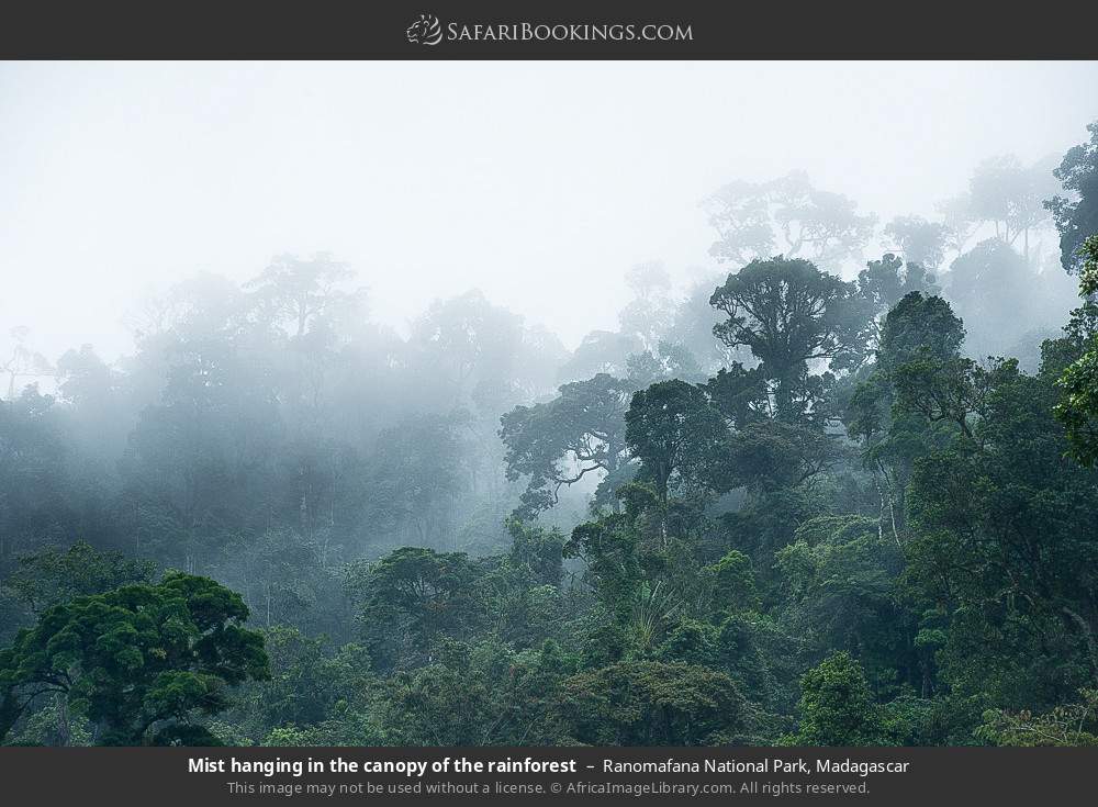 Mist hanging in the canopy of the rainforest in Ranomafana National Park, Madagascar