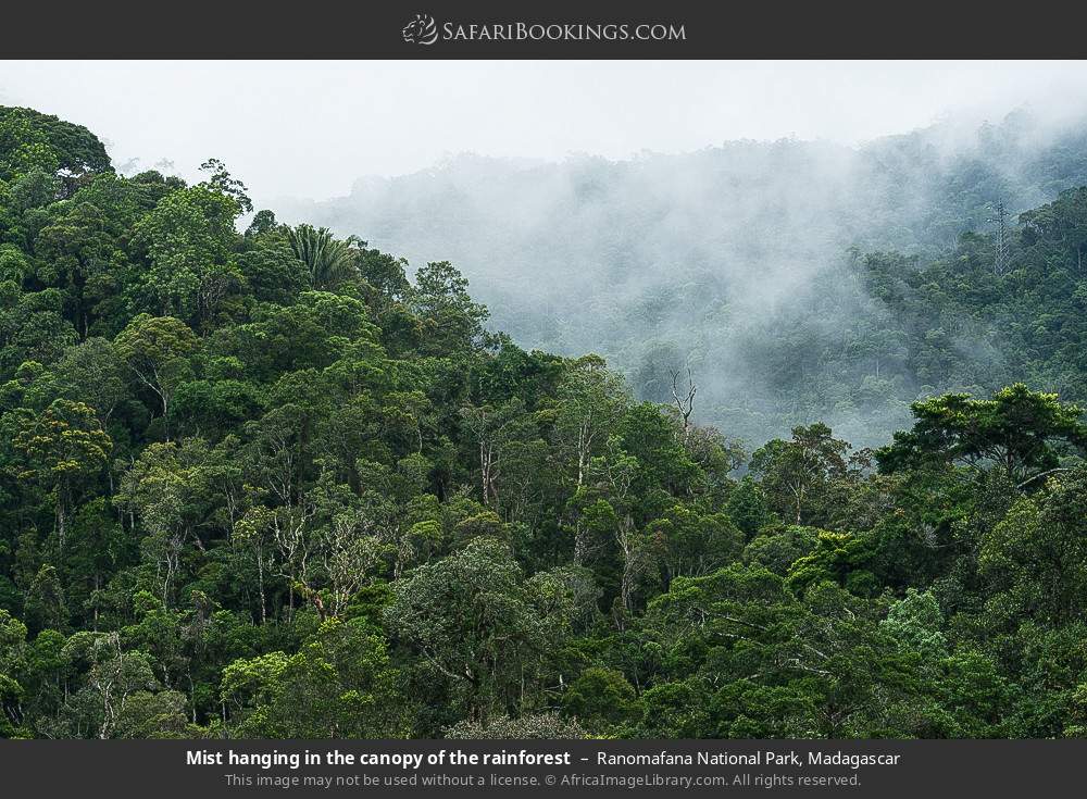 Mist hanging in the canopy of the rainforest in Ranomafana National Park, Madagascar