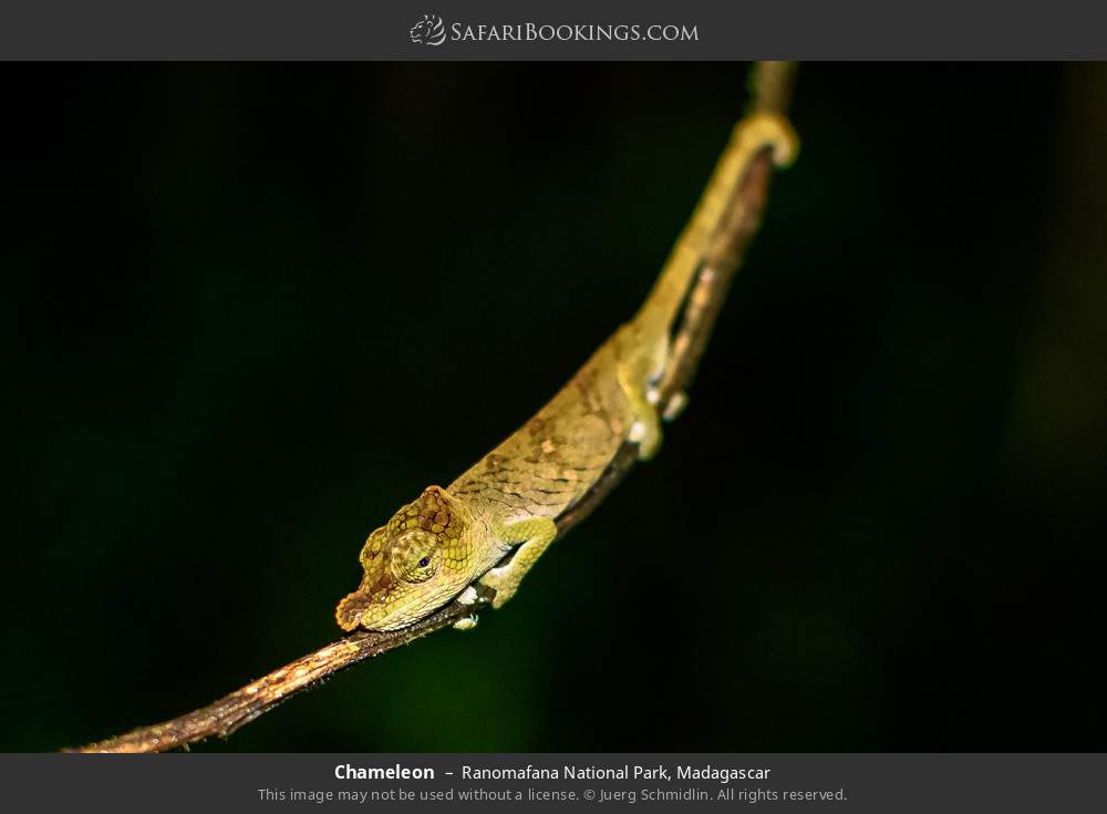 Chameleon in Ranomafana National Park, Madagascar