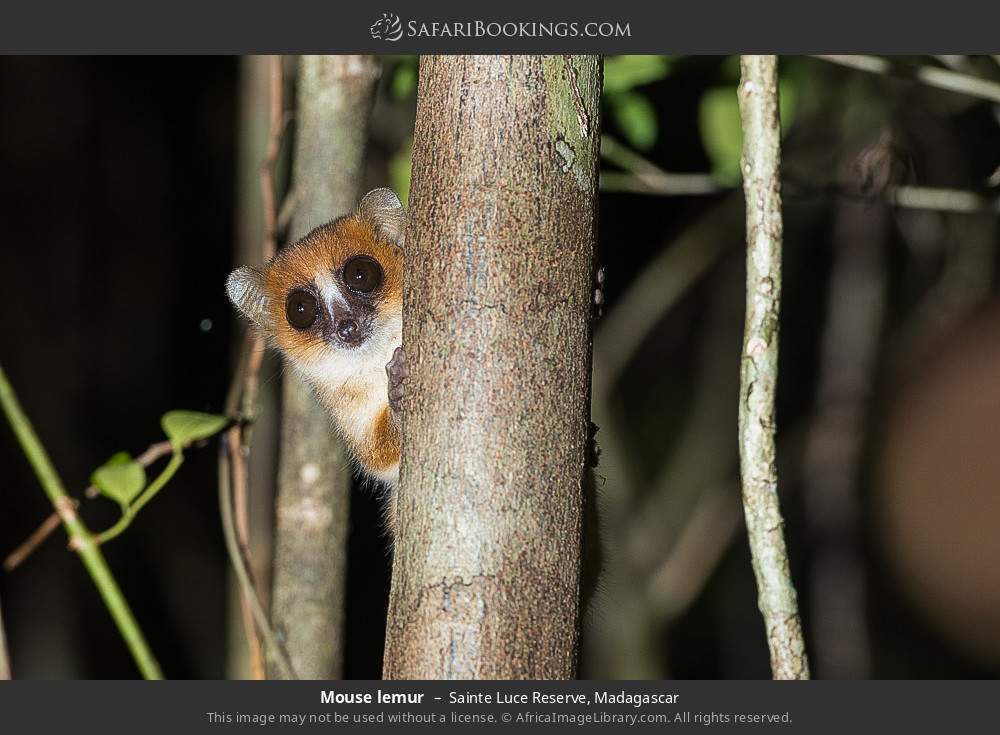 Mouse lemur in Sainte Luce Reserve, Madagascar